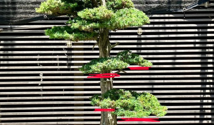 Foemina Juniper Revisit, With Design Comments