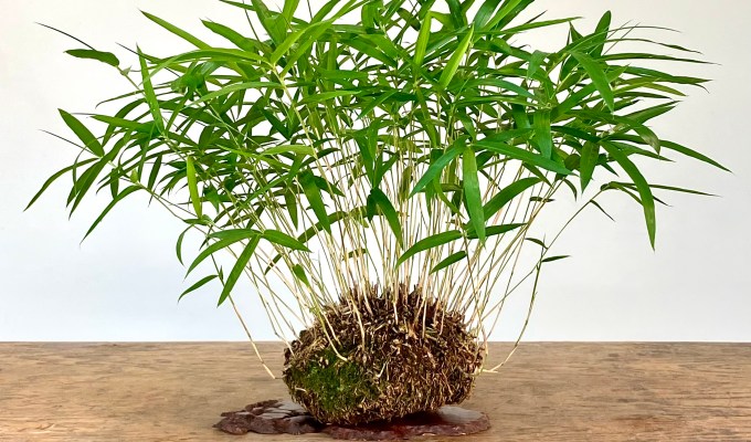 Dwarf Bamboo Care And Display
