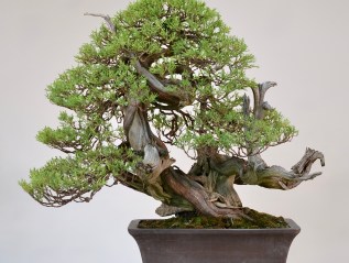 Managing Rocky Mountain Juniper Foliage