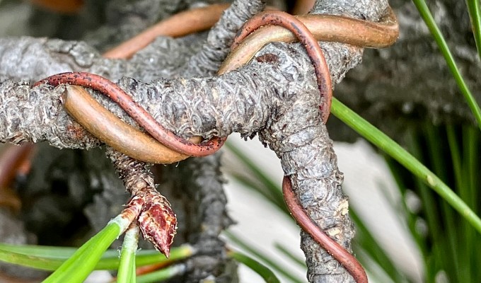 To Cross a Wire Or Not To Cross A Wire