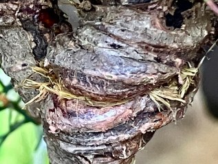 Tight Wire vs. Tight Raffia