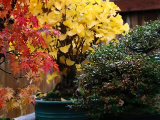 What To Do In The Bonsai Garden In Fall